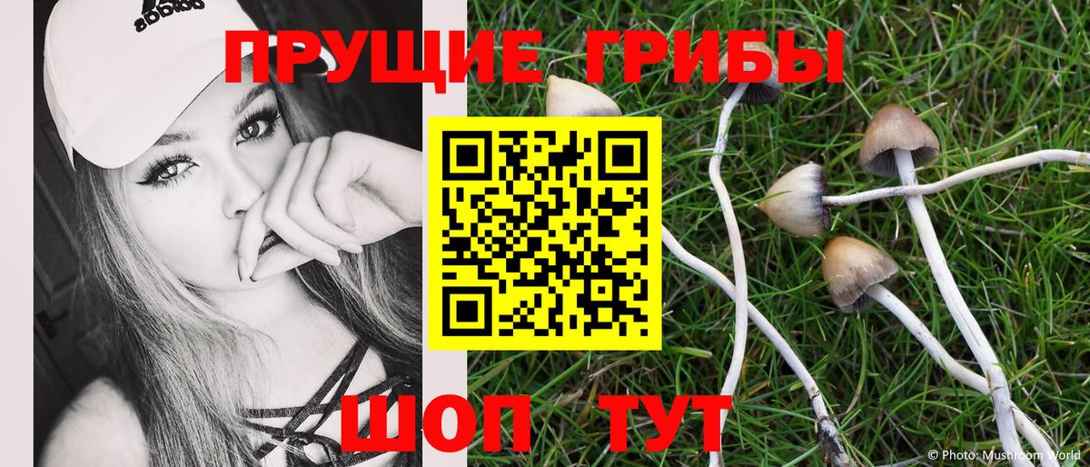 Псилоцибиновые грибы Psilocybe  Вход с VPN  Советск 
